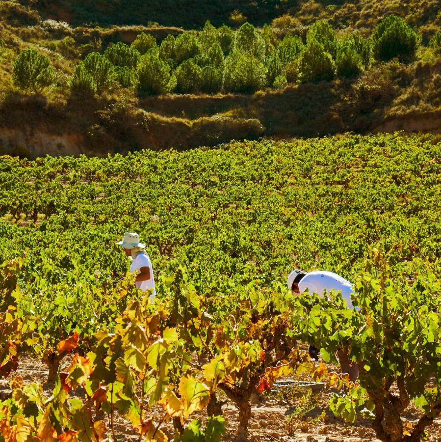 Hotel Vinicola Real-200 Monges Albelda De Iregua ภายนอก รูปภาพ